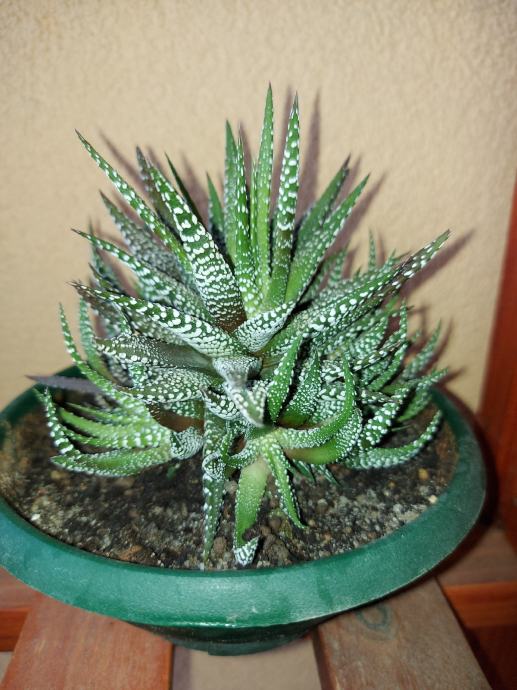 Haworthia - Zebra plant