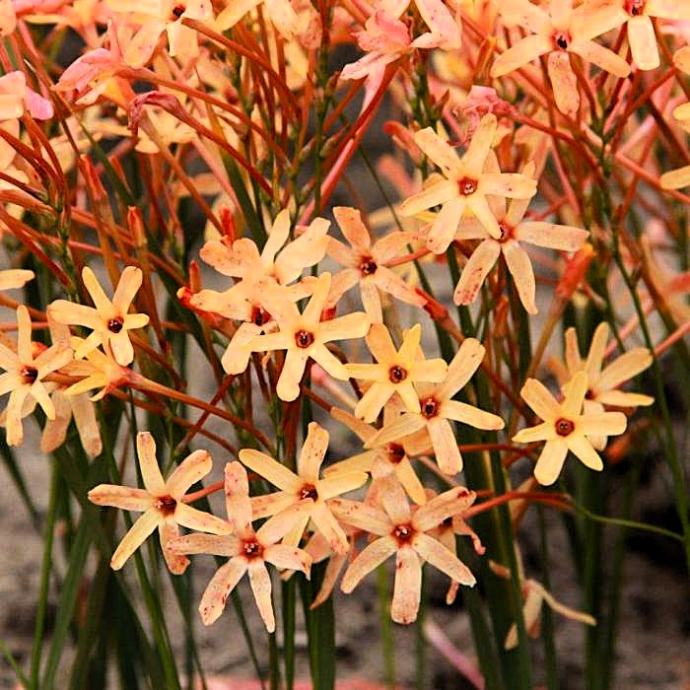 Ixia paniculata 'Eos', 10 lukovica: 4,55 €, PRODAJEM