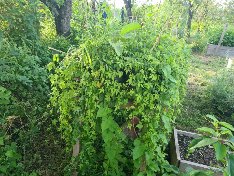 Jiaogulan - Gynostemma pentaphyllum - sadnice