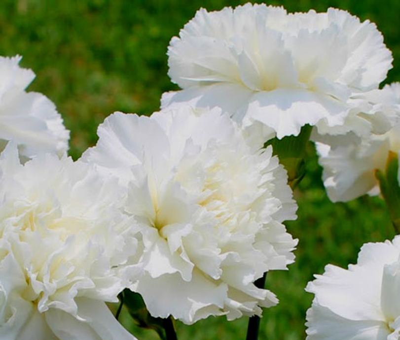 Karanfil / Dianthus Grenadin White / SADNICE