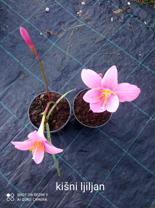 Kišni ljiljan (   Zephyranthes )  sadnice