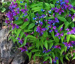 Lathyrus vernus