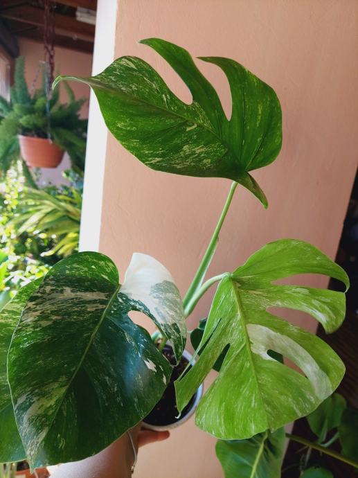 monstera albo