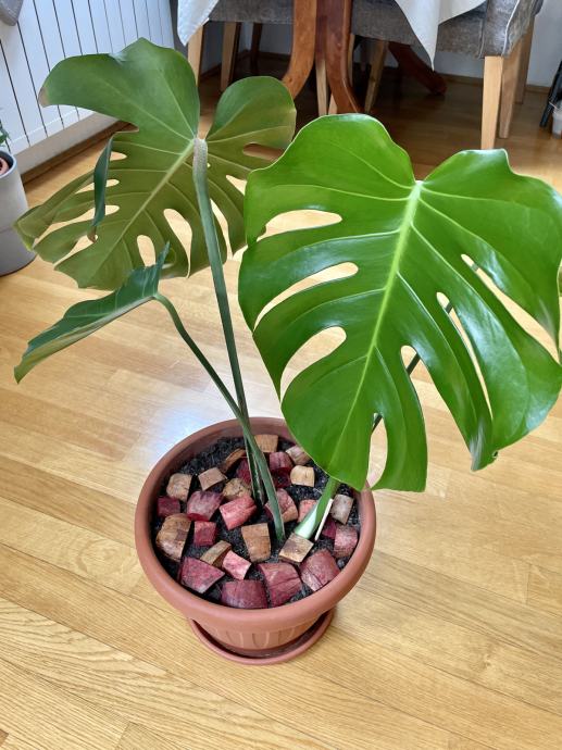 Monstera cvijet