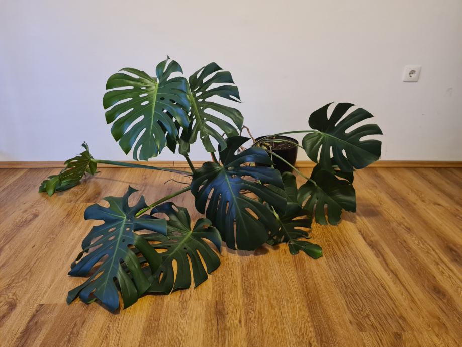 Monstera deliciosa