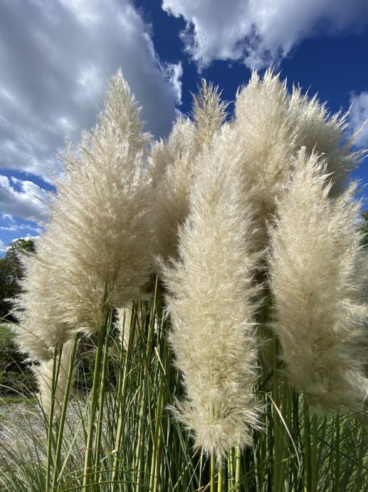 Pampas trava za dekoraciju