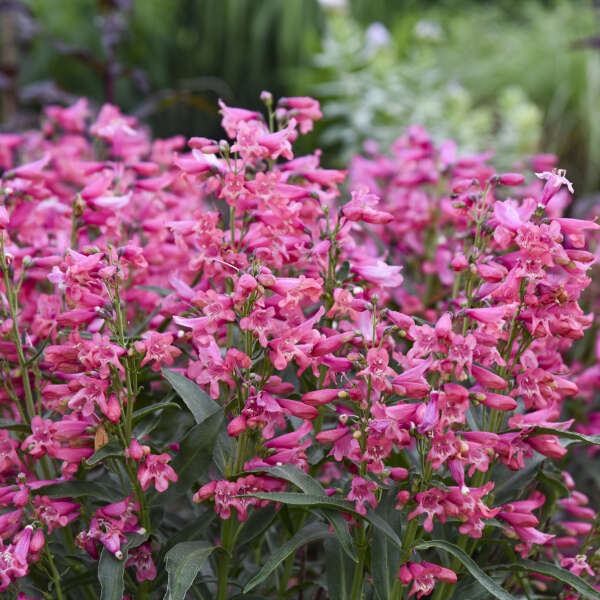 Penstemon Pink Pearls / Sjeme