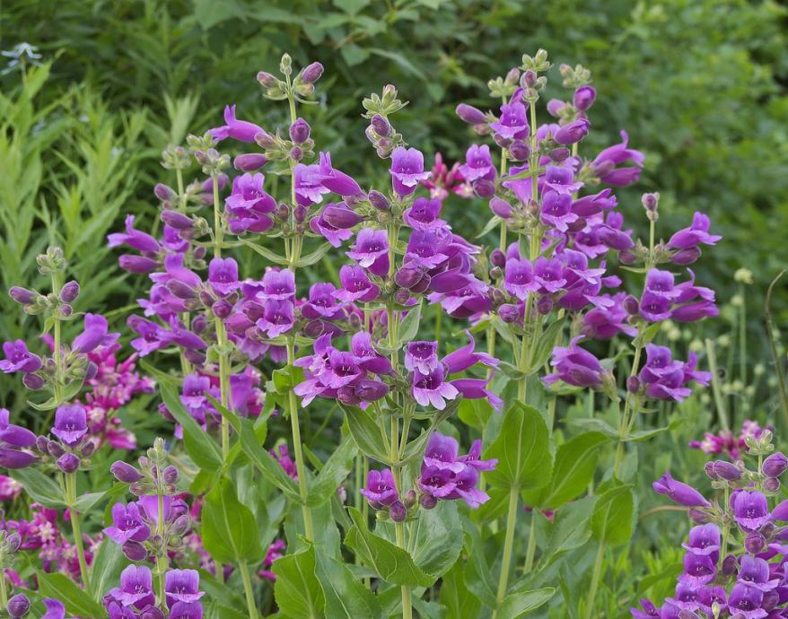 Penstemon purple / Sjeme