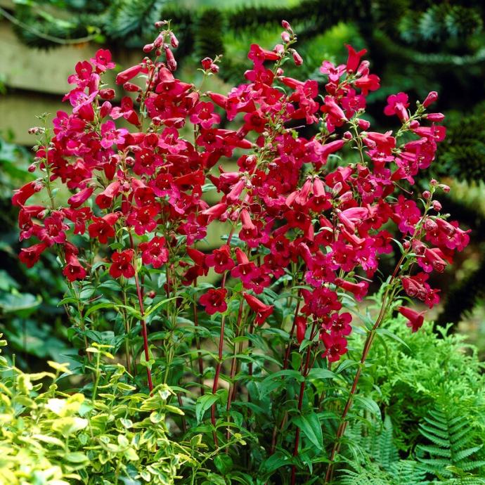 Penstemon Ruby / Sjeme