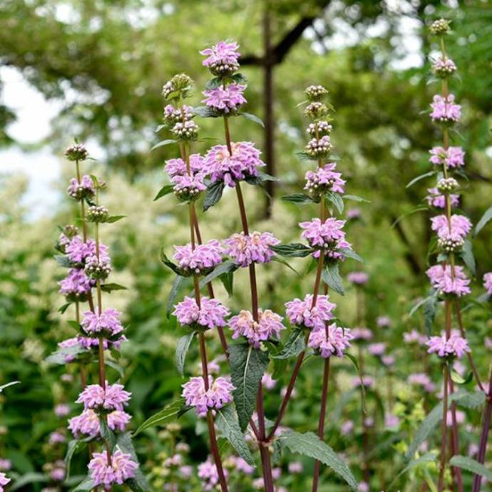 Phlomis tuberosa, jeruzalemska kadulja