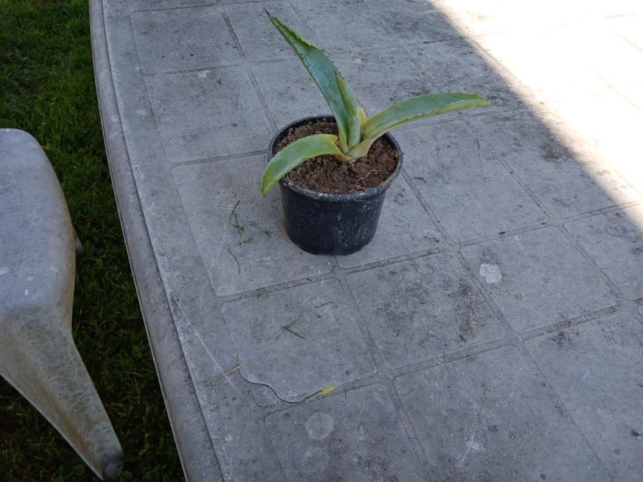 Prodajem mladice agave