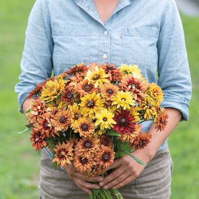 Rudbeckia / Cherokee / Sjeme