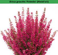 Sadnice erice gracilis