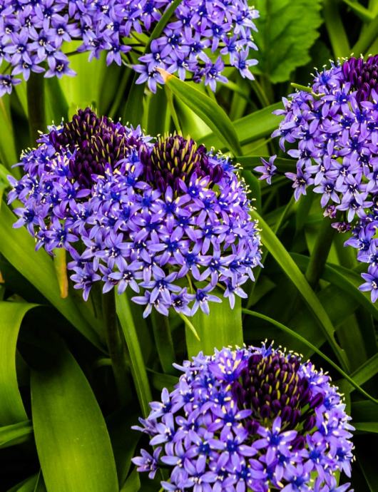 Scilla peruviana, 1 lukovica: 6,95 €, PRODAJEM