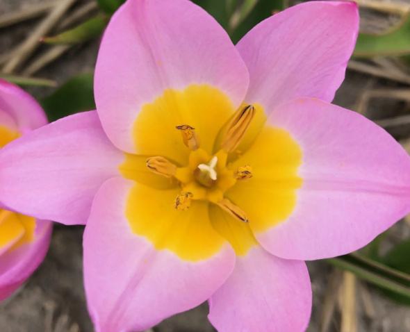 Tulipa bakeri 'Lilac Wonder', 10 lukovica: 4.00 €, PRODAJEM