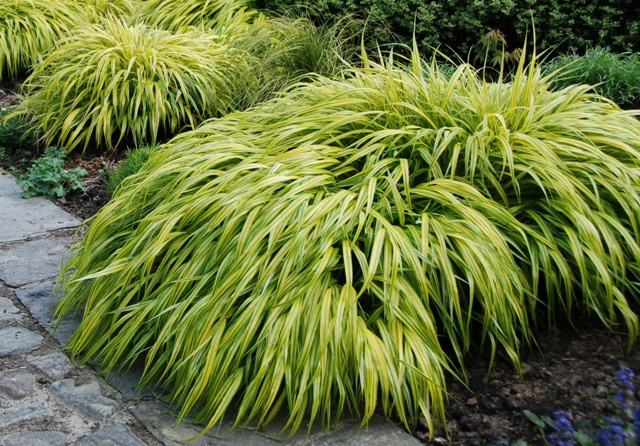 Ukrasna trava / Hakonechloa Aurea / Sjeme