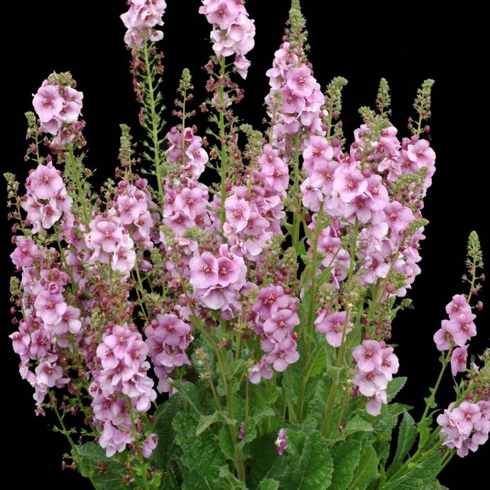 Verbascum Lavender / SADNICE