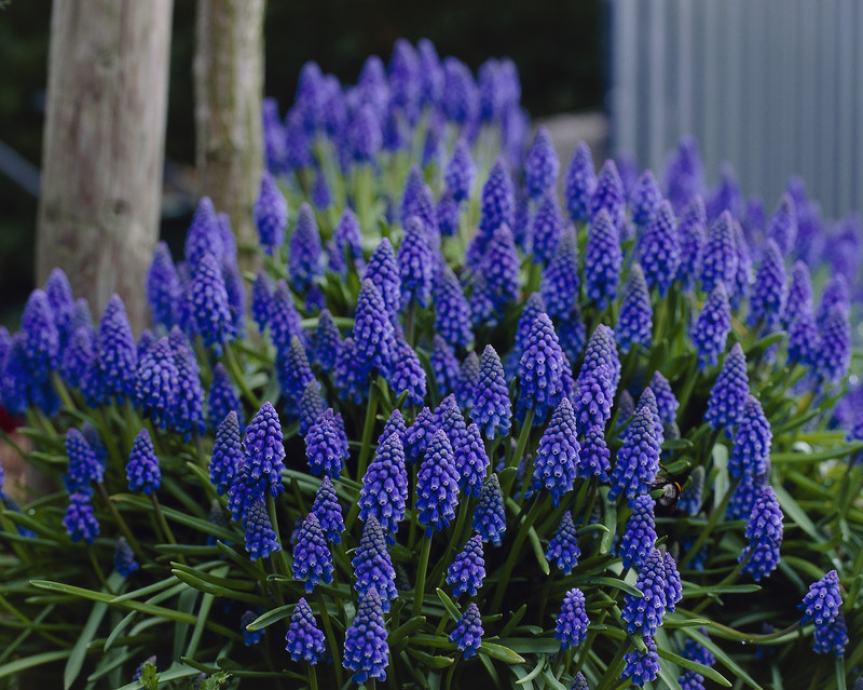 Plava Preslica/ Zumbul Plavo Grožđe/ Muscari Armeniacum - lukovica