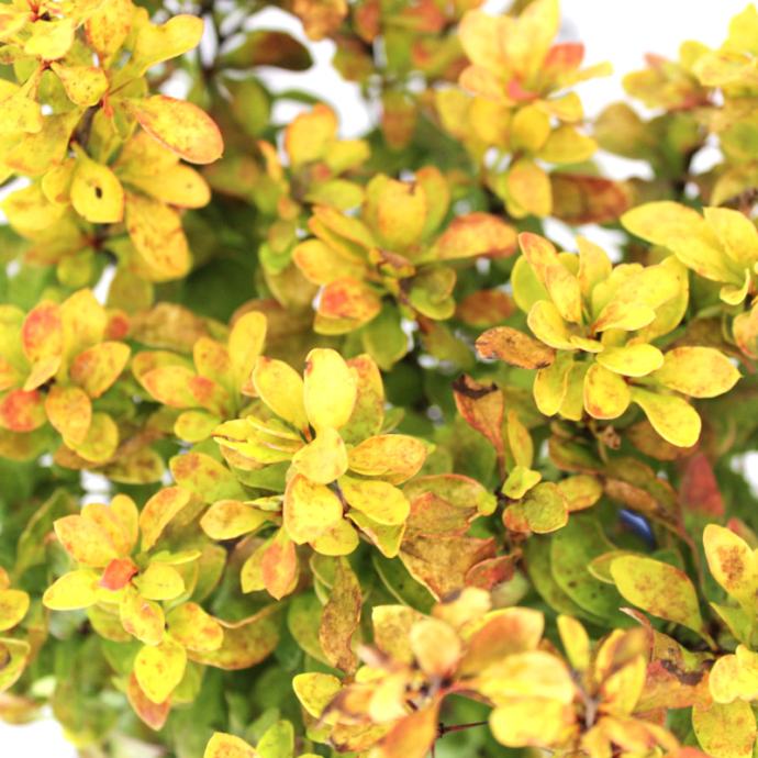 Berberis Summer Sunset C2