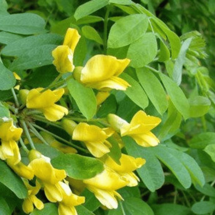 Caragana arborescens