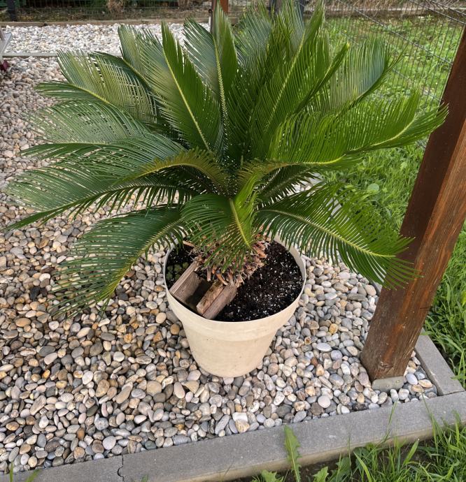 Cikas palma / Cycas revoluta/ AKCIJA