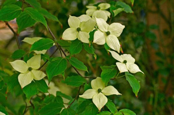 Cornus cousa chinensis