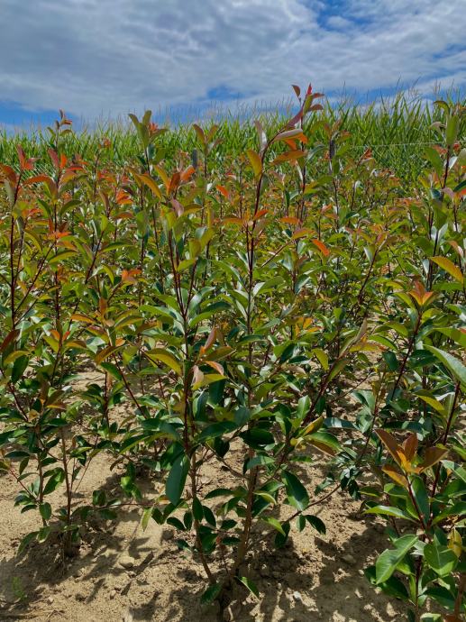 Fotinija Photinia Red Robin 130-160cm visine