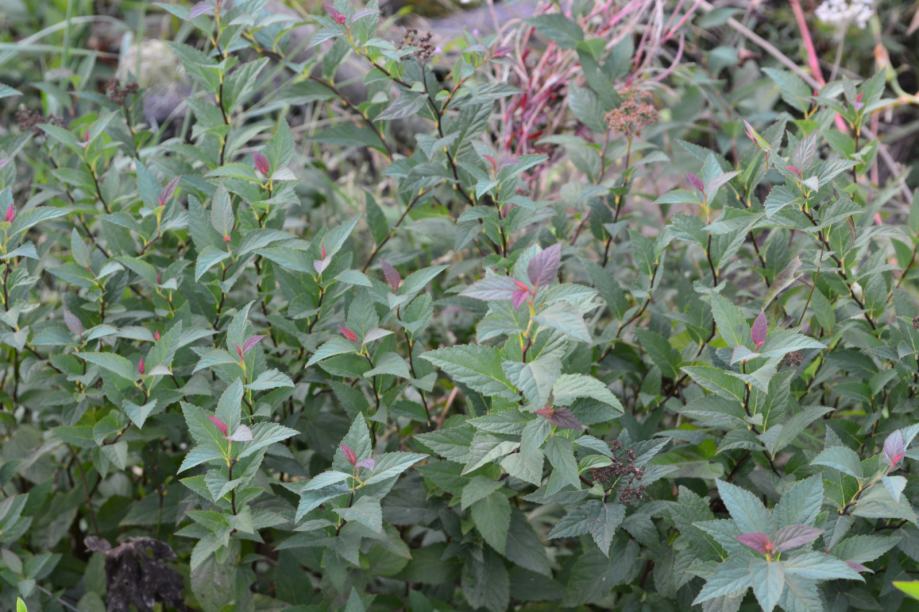 Japanska suručica - Spiraea japonica - sadnice