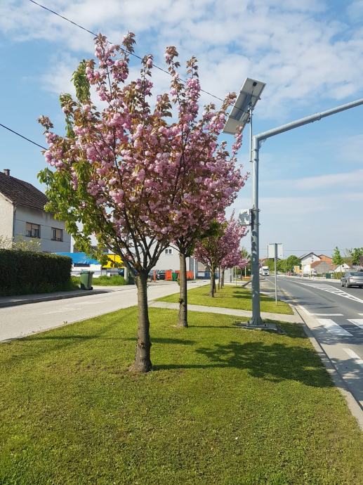 Japanska trešnja Kanzan