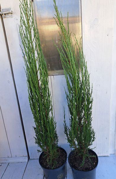 Juniperus 'Blue arrow'