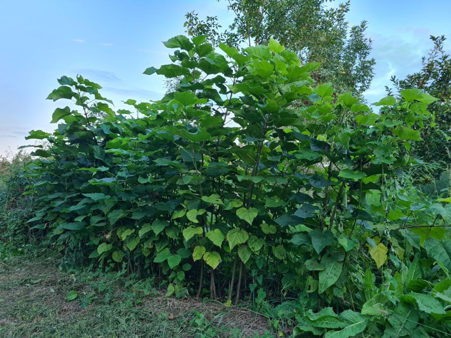 Katalpa - Catalpa bignonioides W. - dvogodišnje sadnice