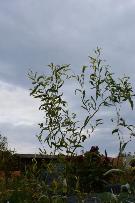 Kovrčava Vrba Salix Matsudana Sadnice