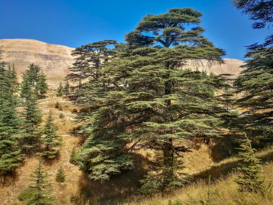 Libanonski cedar (cedrus libani) - sadnica