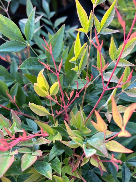 NANDINA DOMESTICA GULF STREAM