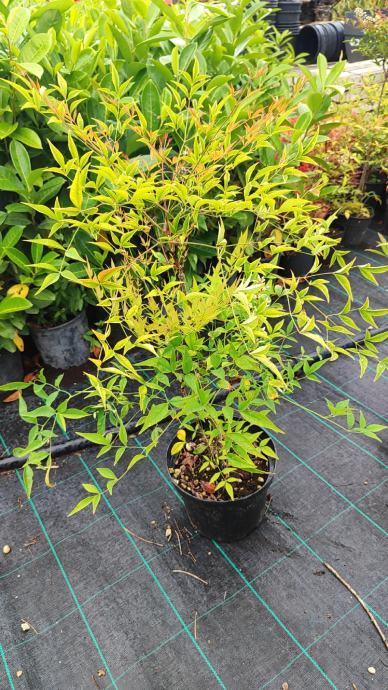 Nandina Domestica "Rajski bambus"