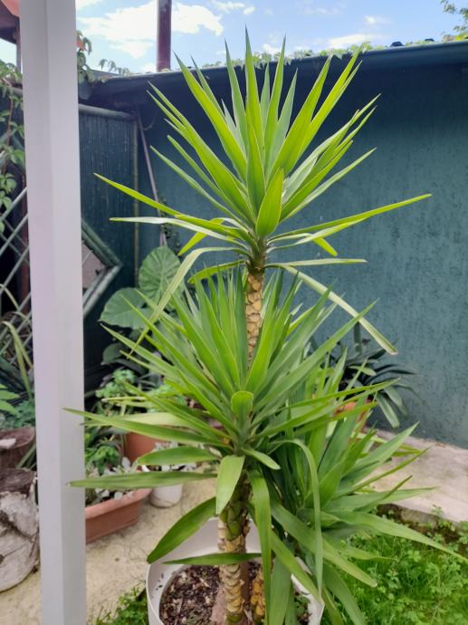 Palma Yucca drvo života