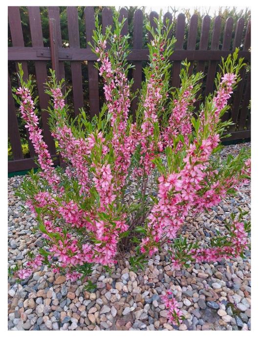 Patuljasti ukrasni badem (prunus tenella) - sadnica