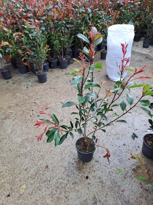 Photinia Red Robin , Fotinija crvena živica 1m -1.5m