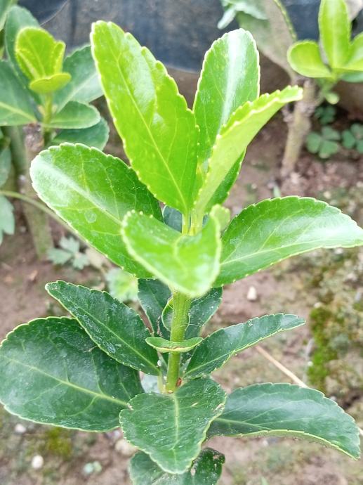 Prodajem sadnice japanske kurike zelene (Euonymus japonicus)