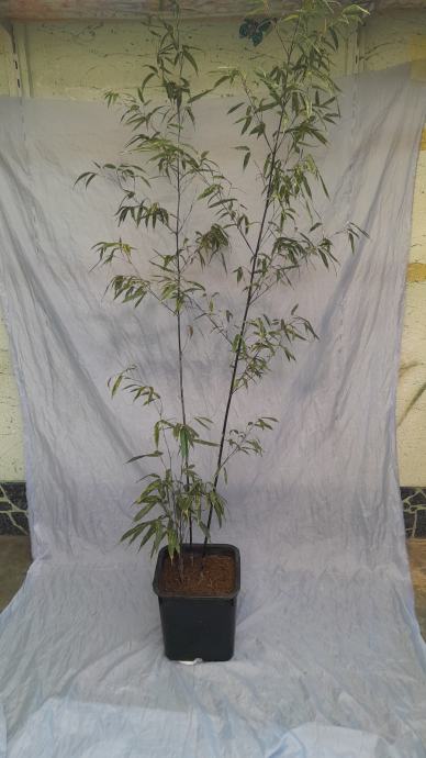 Sadnice crnog bambusa visine 170 cm