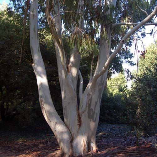 Sjajni eukaliptus/Peppermint eukaliptus (eucalyptus nitida) - sadnica