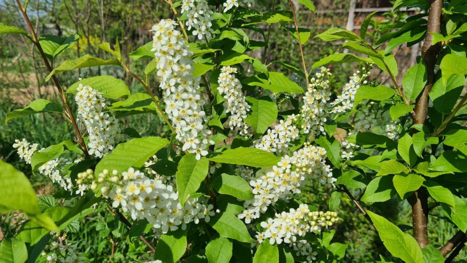 Sremza - Prunus padus - sadnice