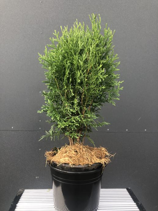 Thuja occidentalis Green Egg