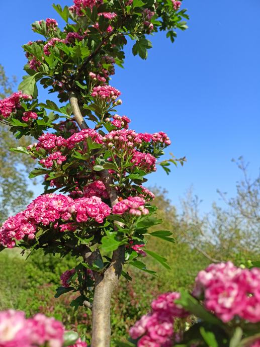 Ukrasni glog  Crataegus Laevigata '' Paul Scarlet '' sadnice