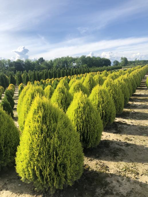 UKRASNO BILJE Z A BALKONE I TERASE