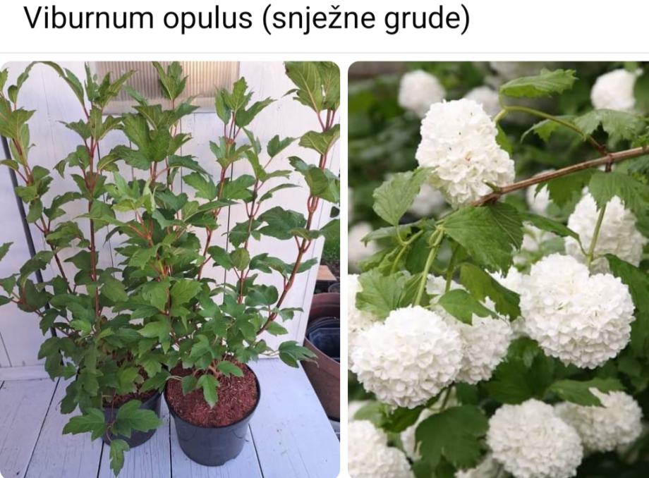 Viburnum opulus, snježne grude