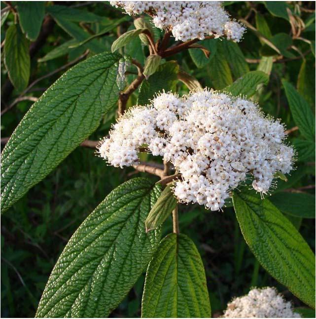 Viburnum rhytidophyllum - sadnice