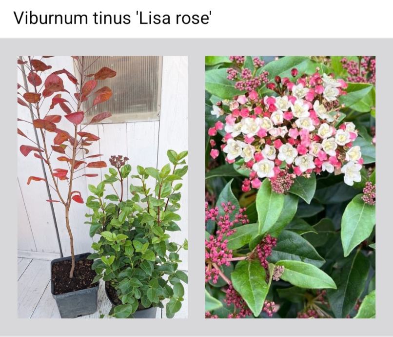 Viburnum tinus 'Lisa rose'