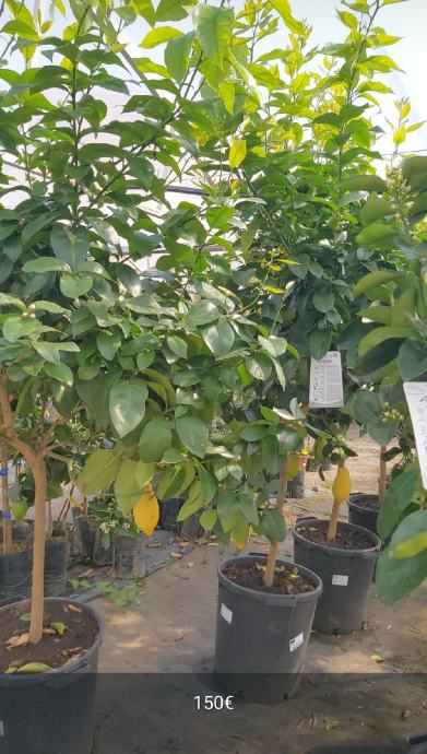 Sadnice agruma, citrusa od 10 do 150 €