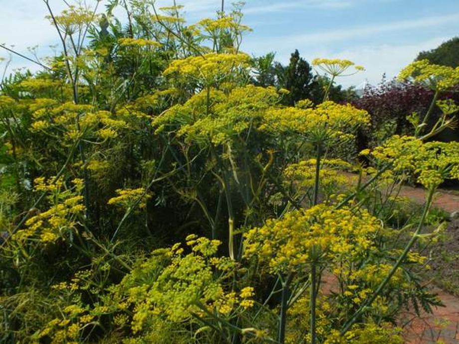 FOENICULUM VULGARE, divlji komorač, sadnica, trajnica